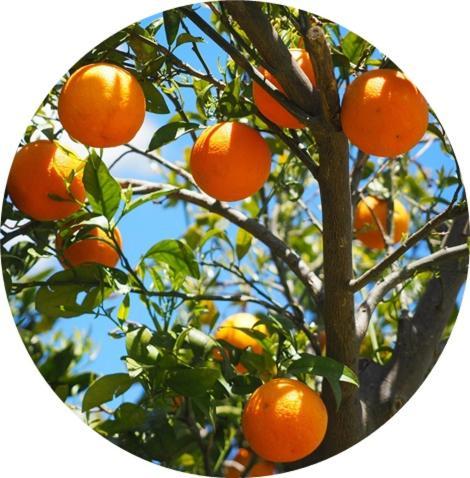 Zeytinada Pansiyon Ve Goezleme Guneykoy Exterior foto